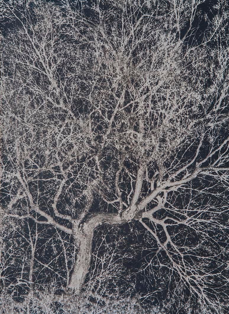 Cyanotype - Japan 17