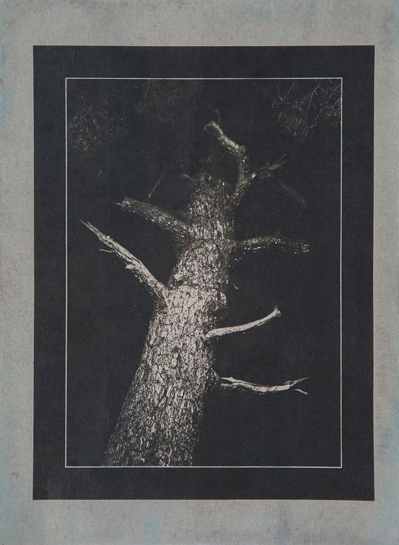 Cyanotype - Japan 20