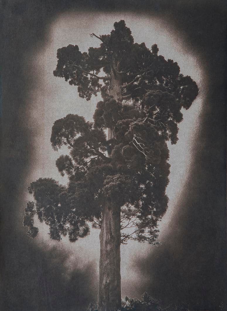 Cyanotype - Japan 27